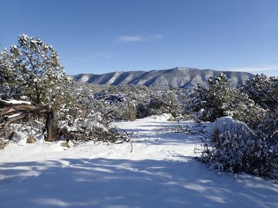 Snow on trees along the trail