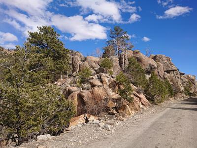 Trees by the side of the road, altitude about 8000 ft